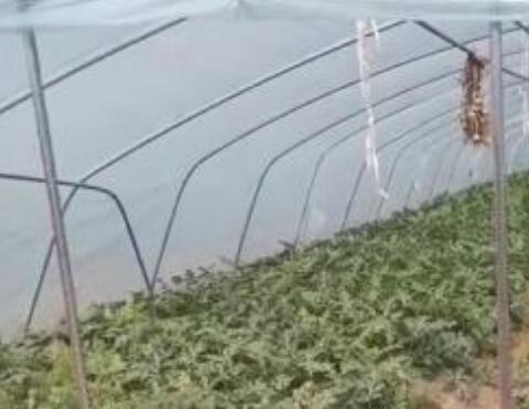 点击查看详细信息<br>标题：西瓜专用膜使用案例 阅读次数：9107