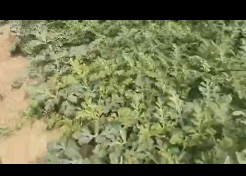 点击查看详细信息<br>标题：西瓜专用膜使用案例 阅读次数：9143