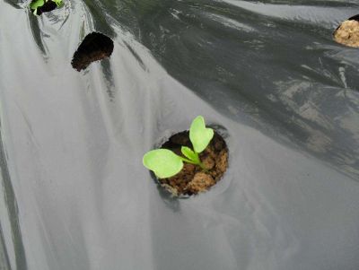 点击查看详细信息<br>标题：除草地膜 阅读次数：8990