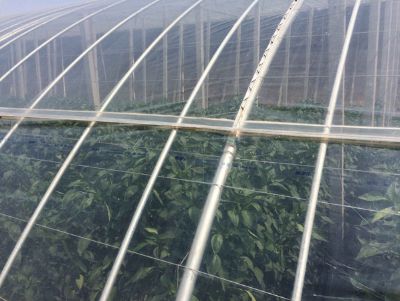 点击查看详细信息<br>标题：PO膜 阅读次数：9061