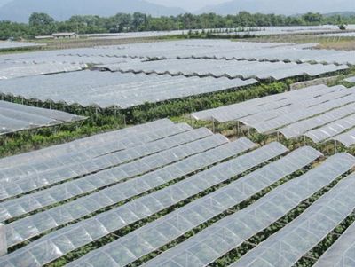 点击查看详细信息<br>标题：葡萄专用膜使用案例 阅读次数：11548