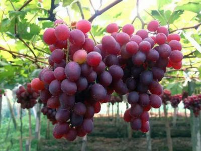 点击查看详细信息<br>标题：葡萄专用膜使用案例 阅读次数：10660