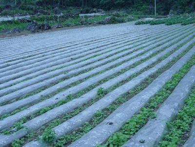 点击查看详细信息<br>标题：西瓜专用膜使用案例 阅读次数：9224