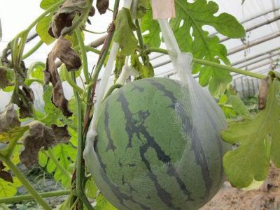 点击查看详细信息<br>标题：西瓜专用膜使用案例 阅读次数：9990