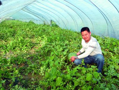 点击查看详细信息<br>标题：西瓜专用膜使用案例 阅读次数：11630