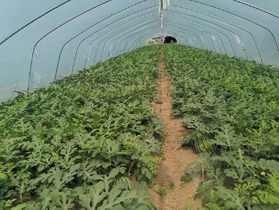 点击查看详细信息<br>标题：西瓜专用膜使用案例 阅读次数：13473