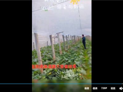 点击查看详细信息<br>标题：金鹏高保温膜大姐看效果吧 阅读次数：2317