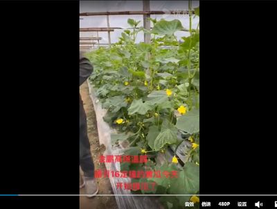 点击查看详细信息<br>标题：金鹏高保温膜，腊月16定顶的黄瓜开始采摘了 阅读次数：1298