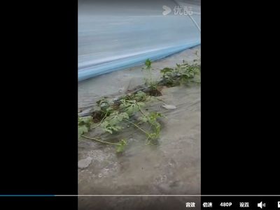 点击查看详细信息<br>标题：金鹏高保温膜，西瓜苗长势喜人 阅读次数：1418
